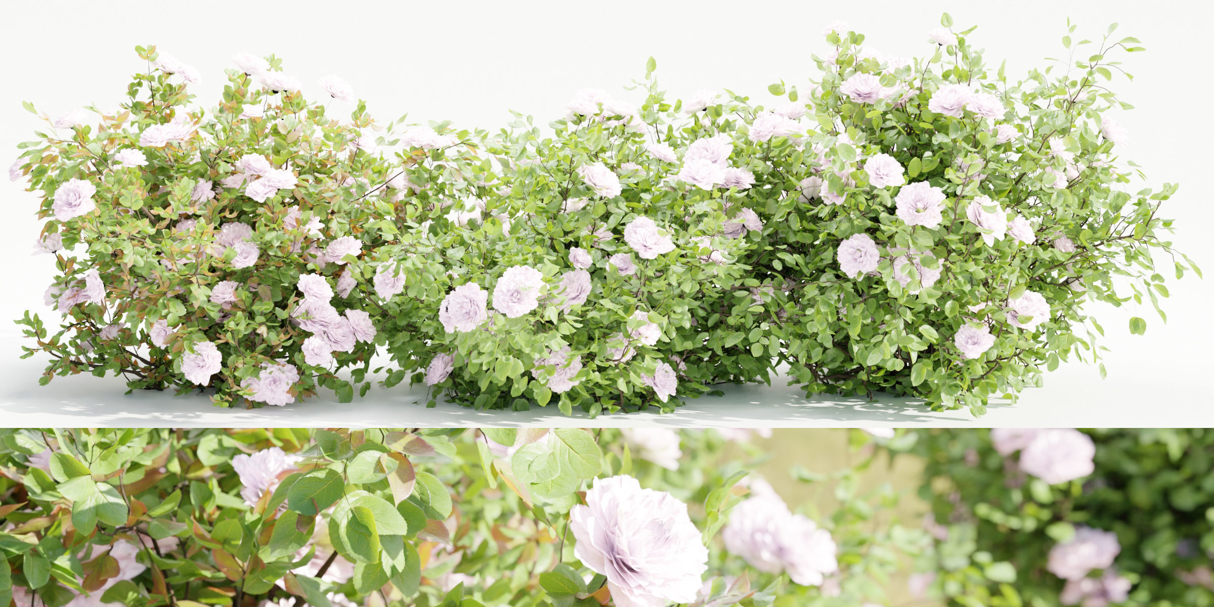 Rose bushes collection vol 121-Blender 3D model_7