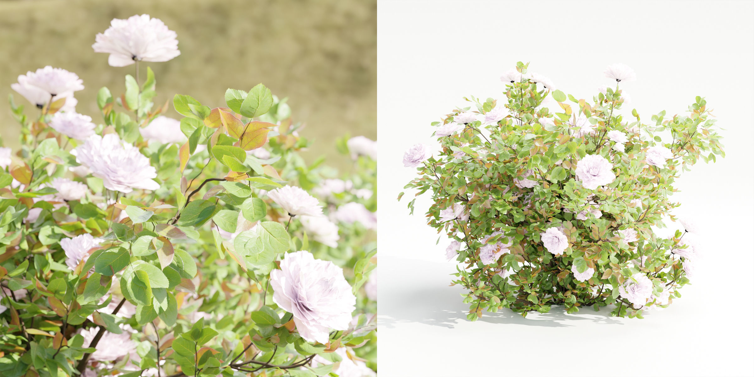 Rose bushes collection vol 121-Blender 3D model_4