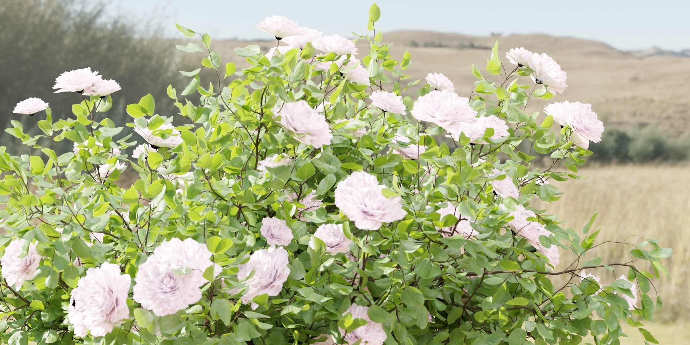 Rose bushes collection vol 121-Blender 3D model_6