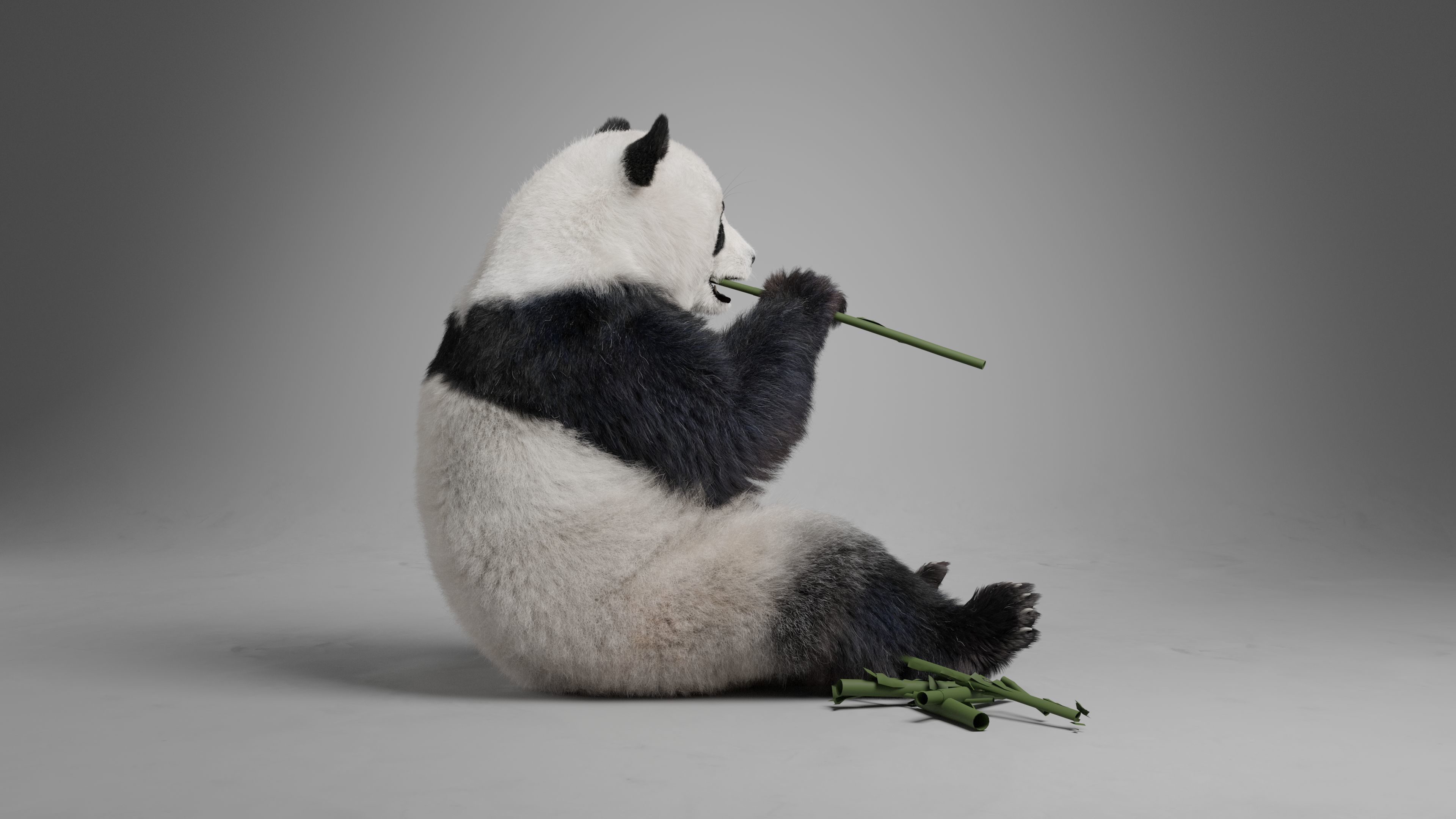 Panda Animation Vfx Grace 3D model_12