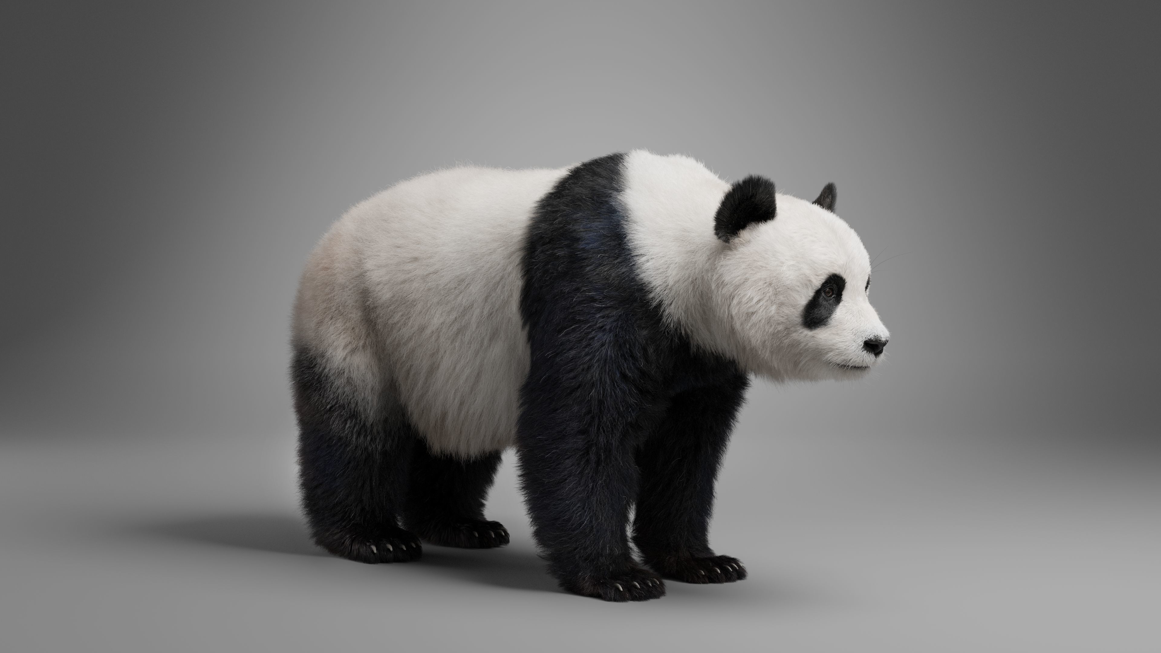 Panda Animation Vfx Grace 3D model_20