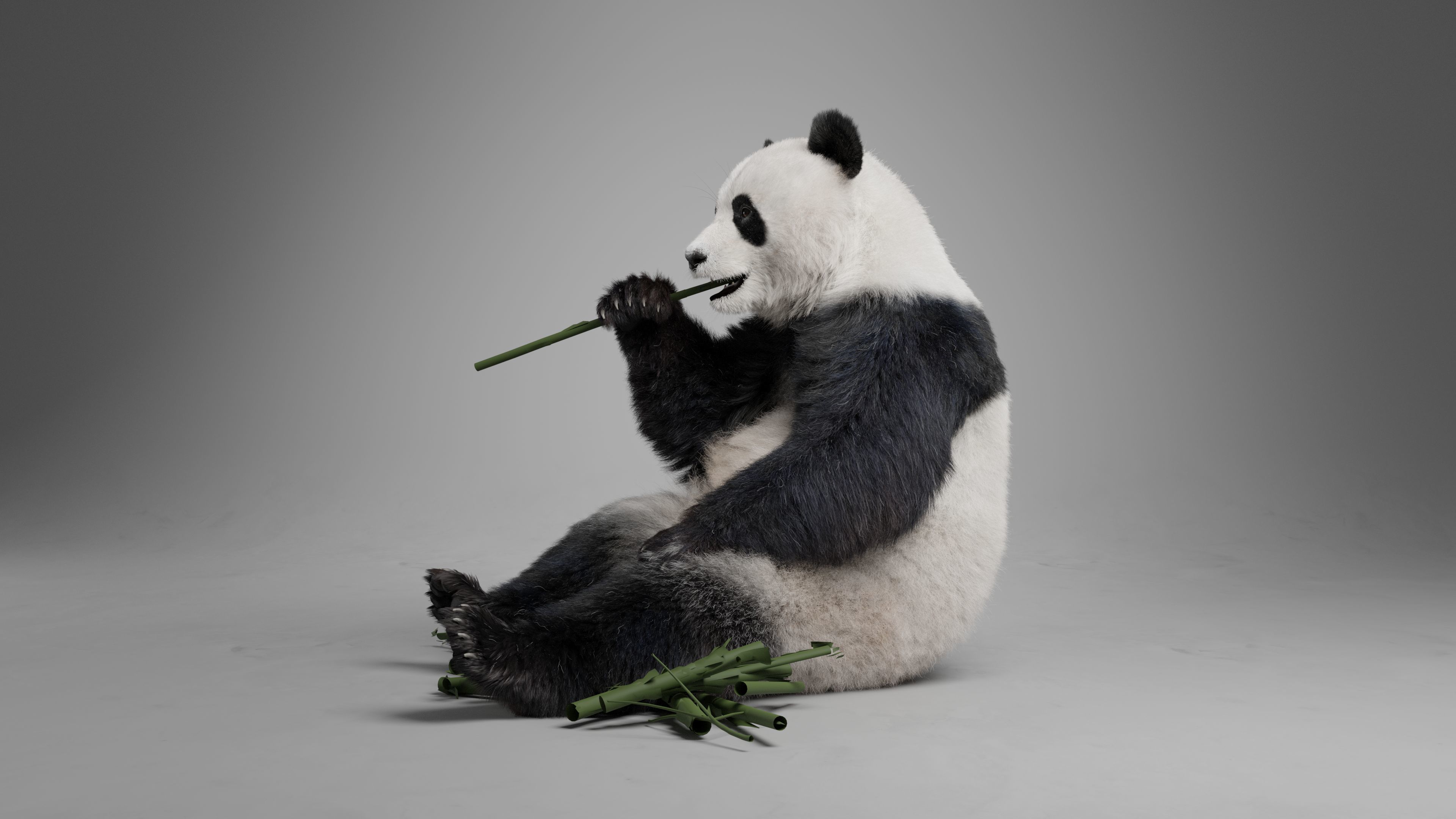 Panda Animation Vfx Grace 3D model_17