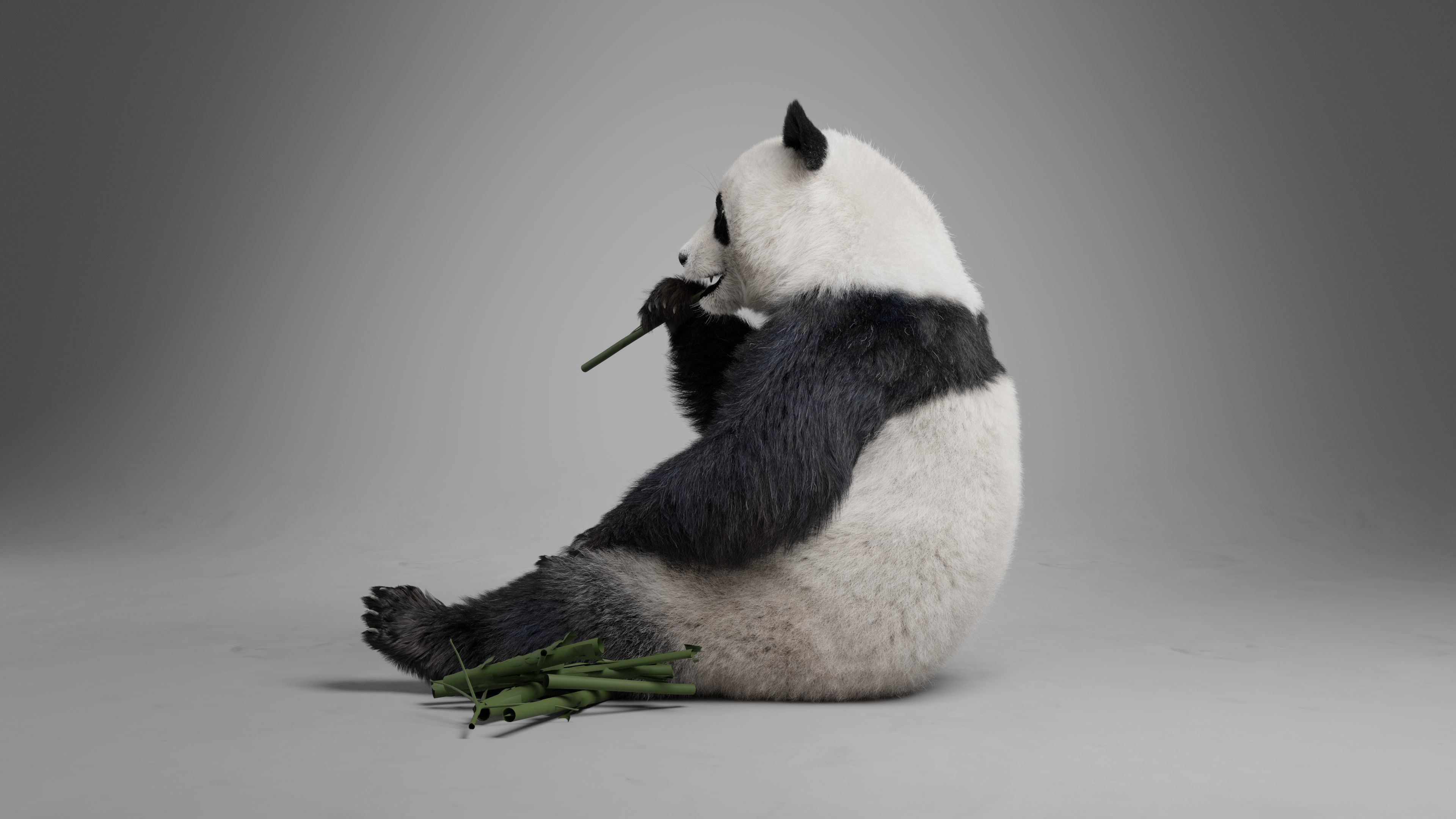 Panda Animation Vfx Grace 3D model_16