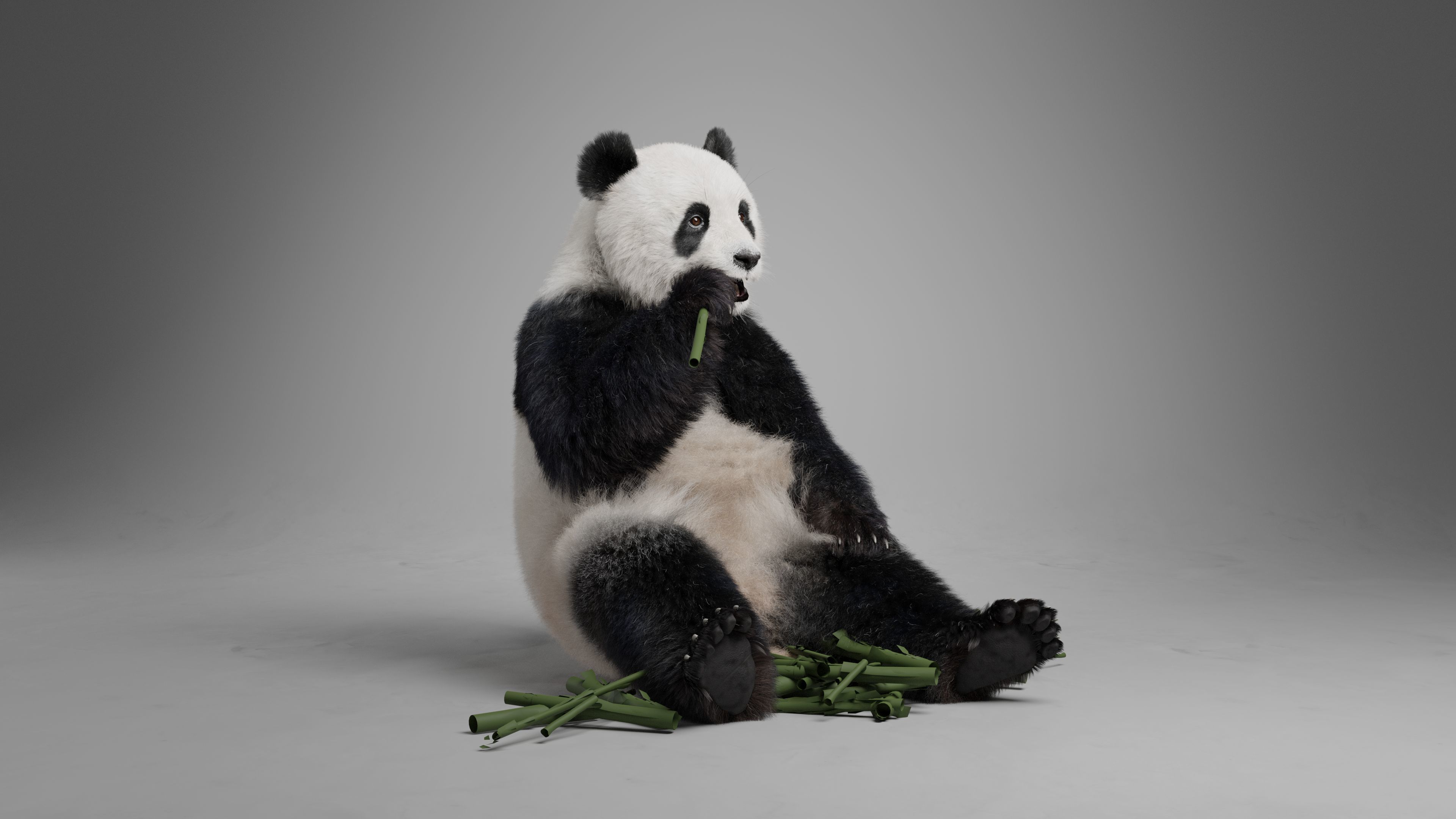 Panda Animation Vfx Grace 3D model_10