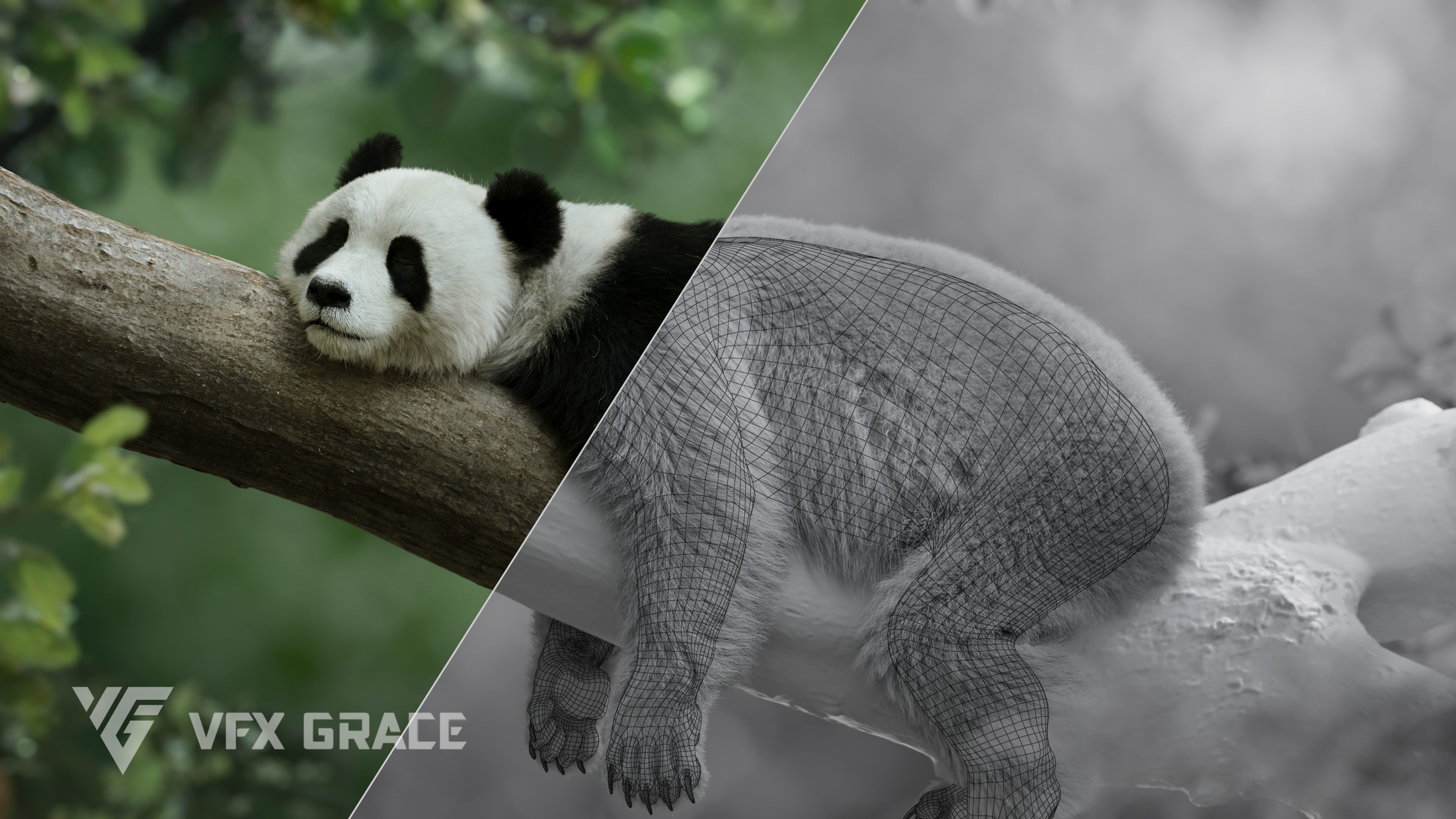 Panda Animation Vfx Grace 3D model_8
