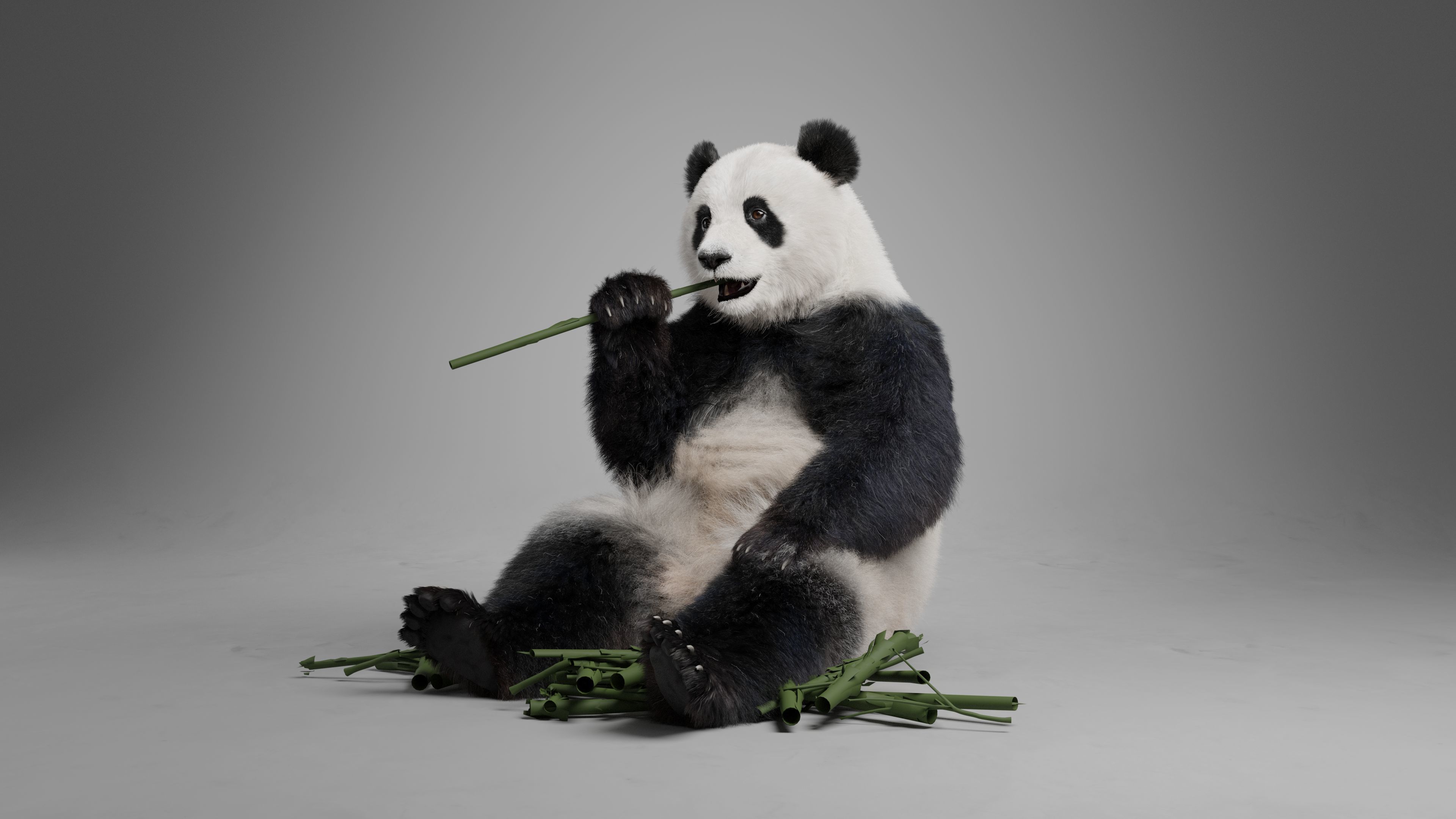 Panda Animation Vfx Grace 3D model_18