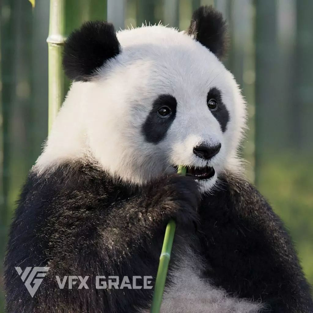 Panda Animation Vfx Grace 3D model_0