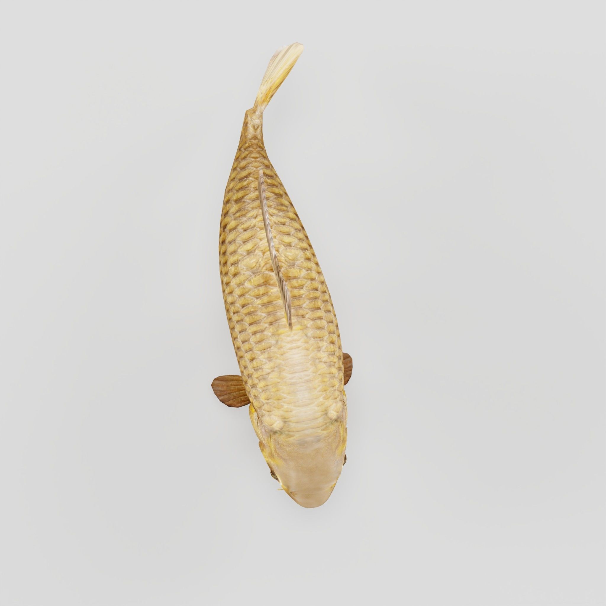 European Carp Fish Low-poly 3D model_5
