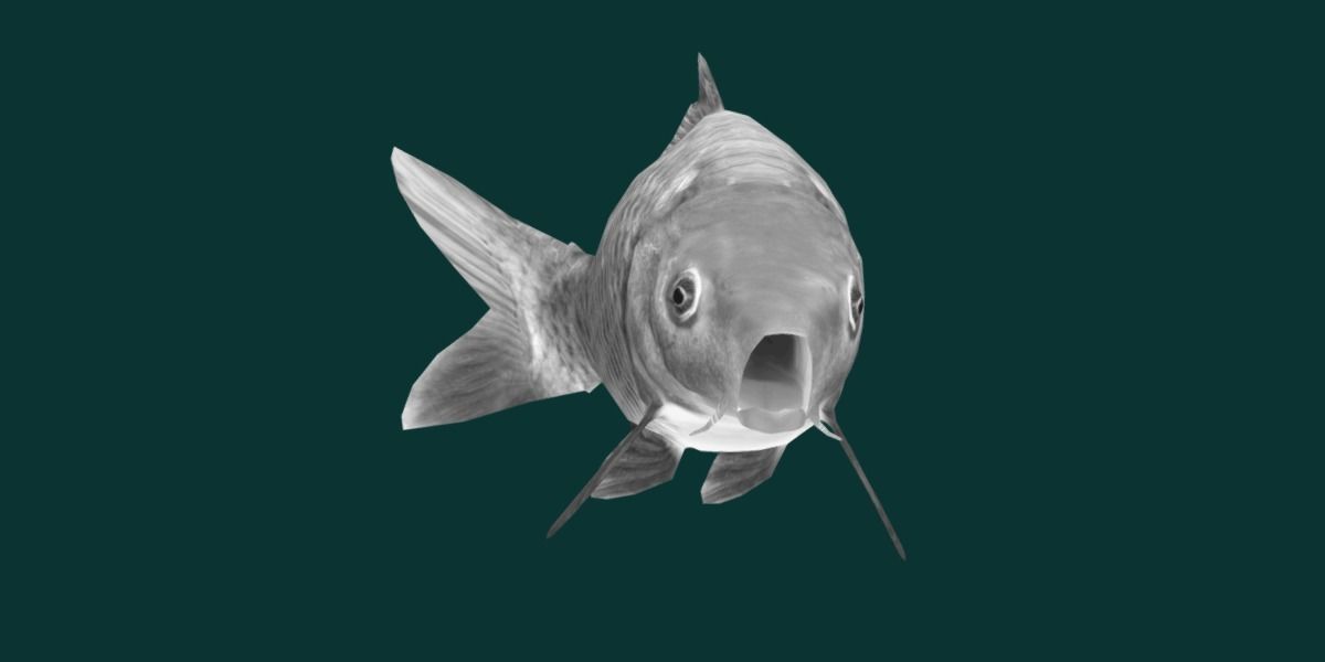 European Carp Fish Low-poly 3D model_8