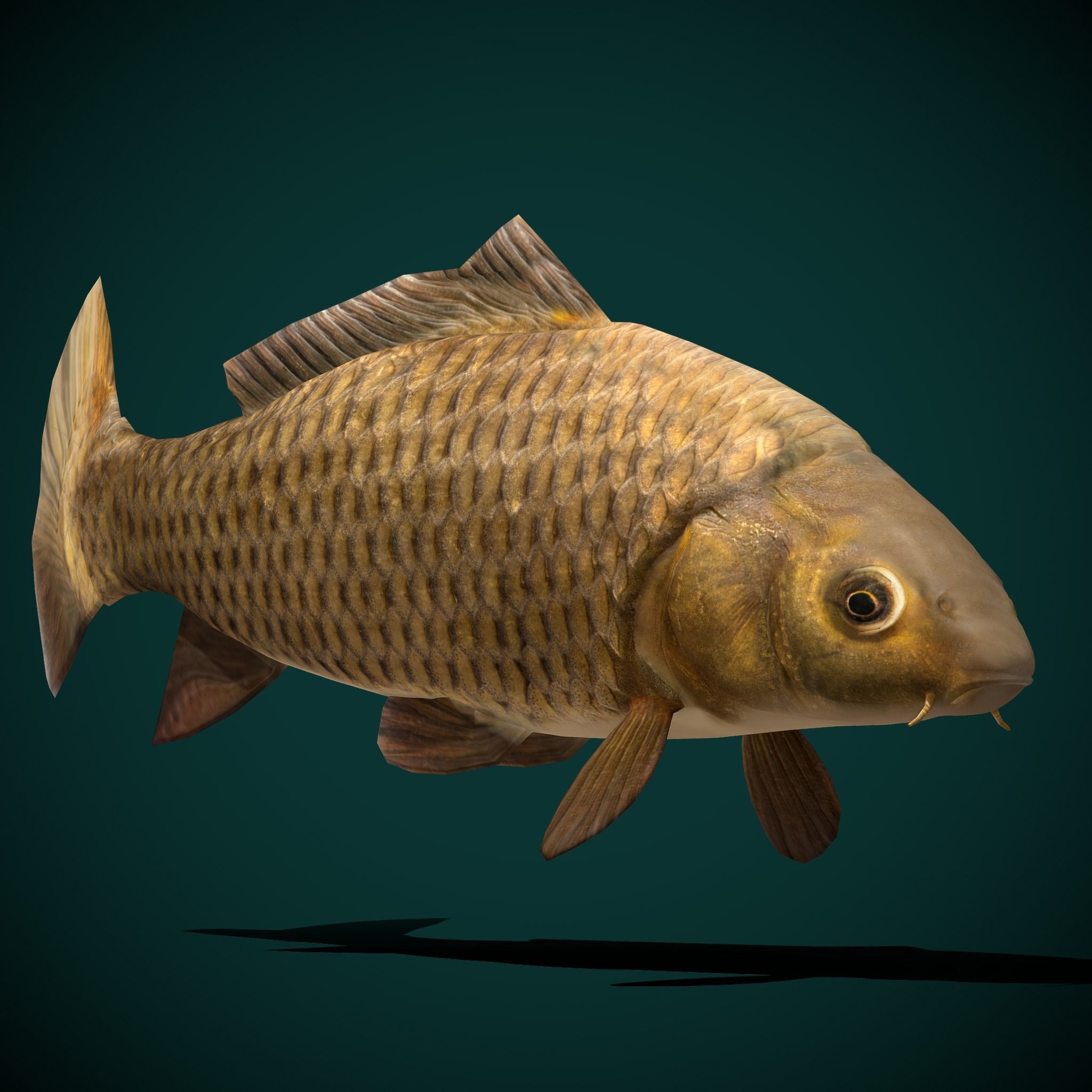 European Carp Fish Low-poly 3D model_17