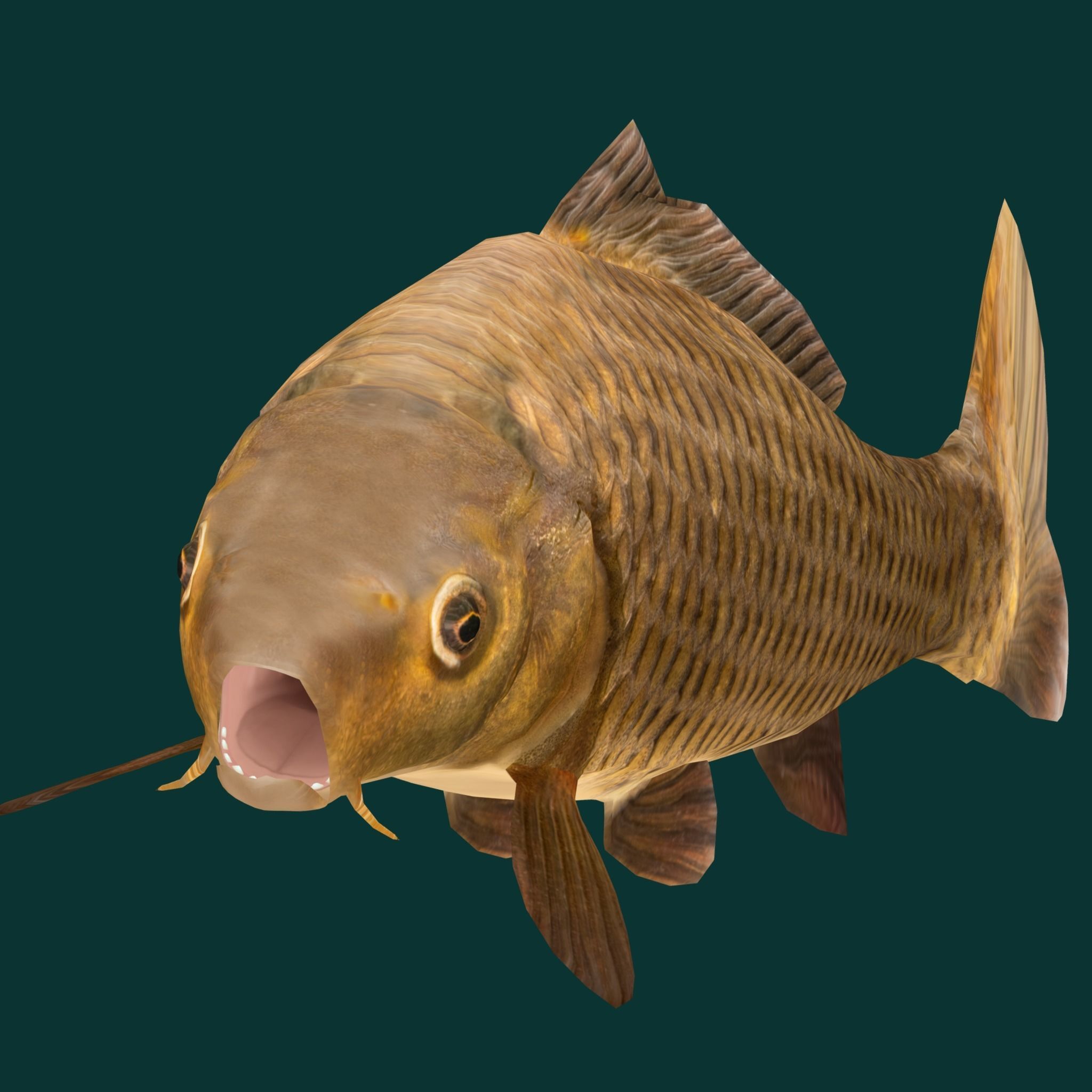 European Carp Fish Low-poly 3D model_21