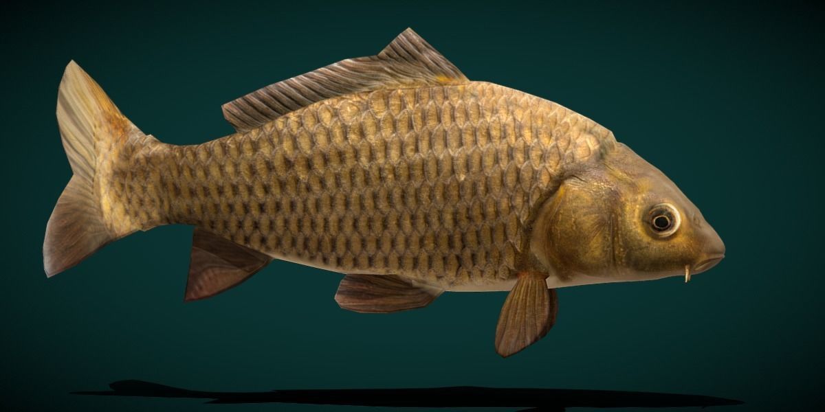 European Carp Fish Low-poly 3D model_18