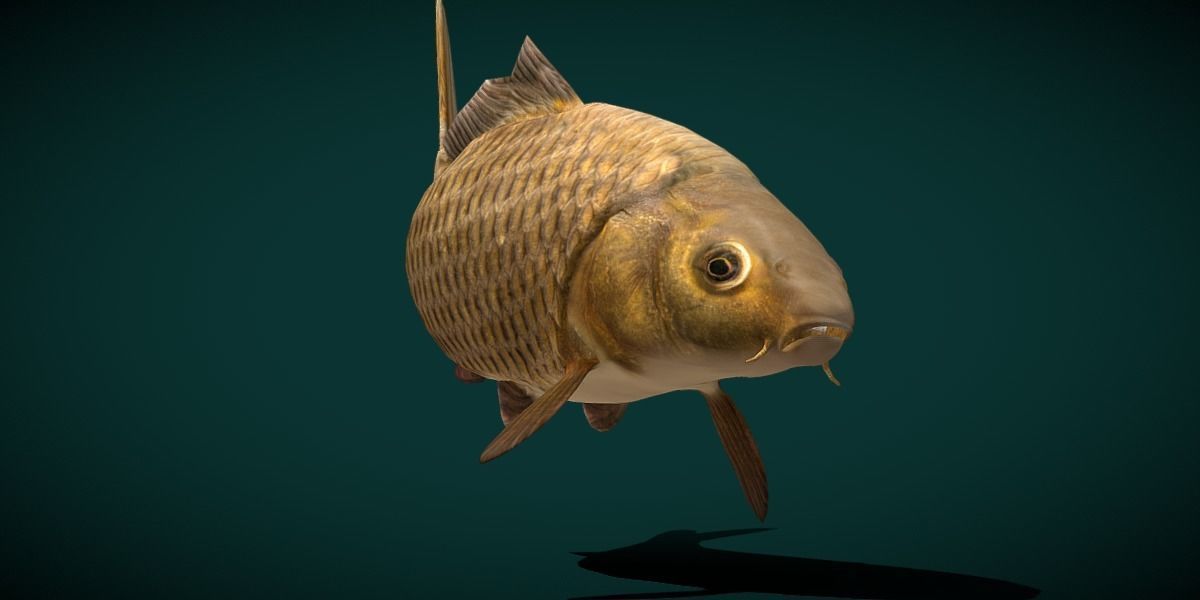 European Carp Fish Low-poly 3D model_7