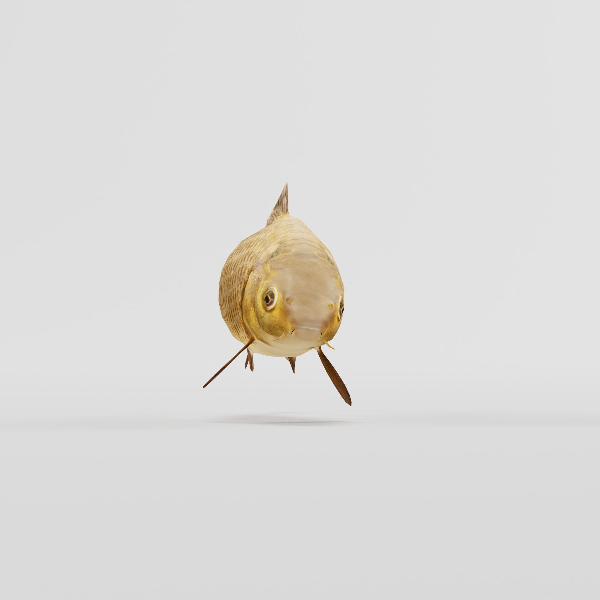 European Carp Fish Low-poly 3D model_3