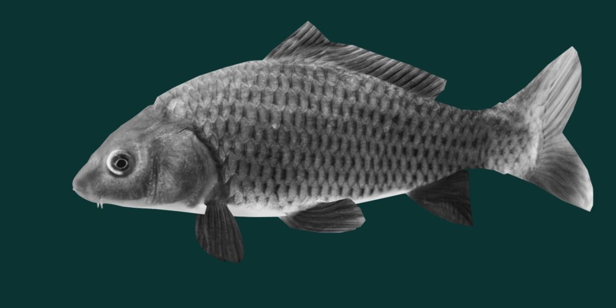 European Carp Fish Low-poly 3D model_27