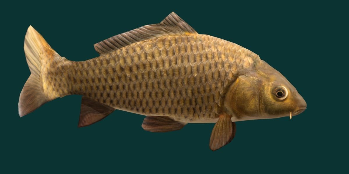 European Carp Fish Low-poly 3D model_22