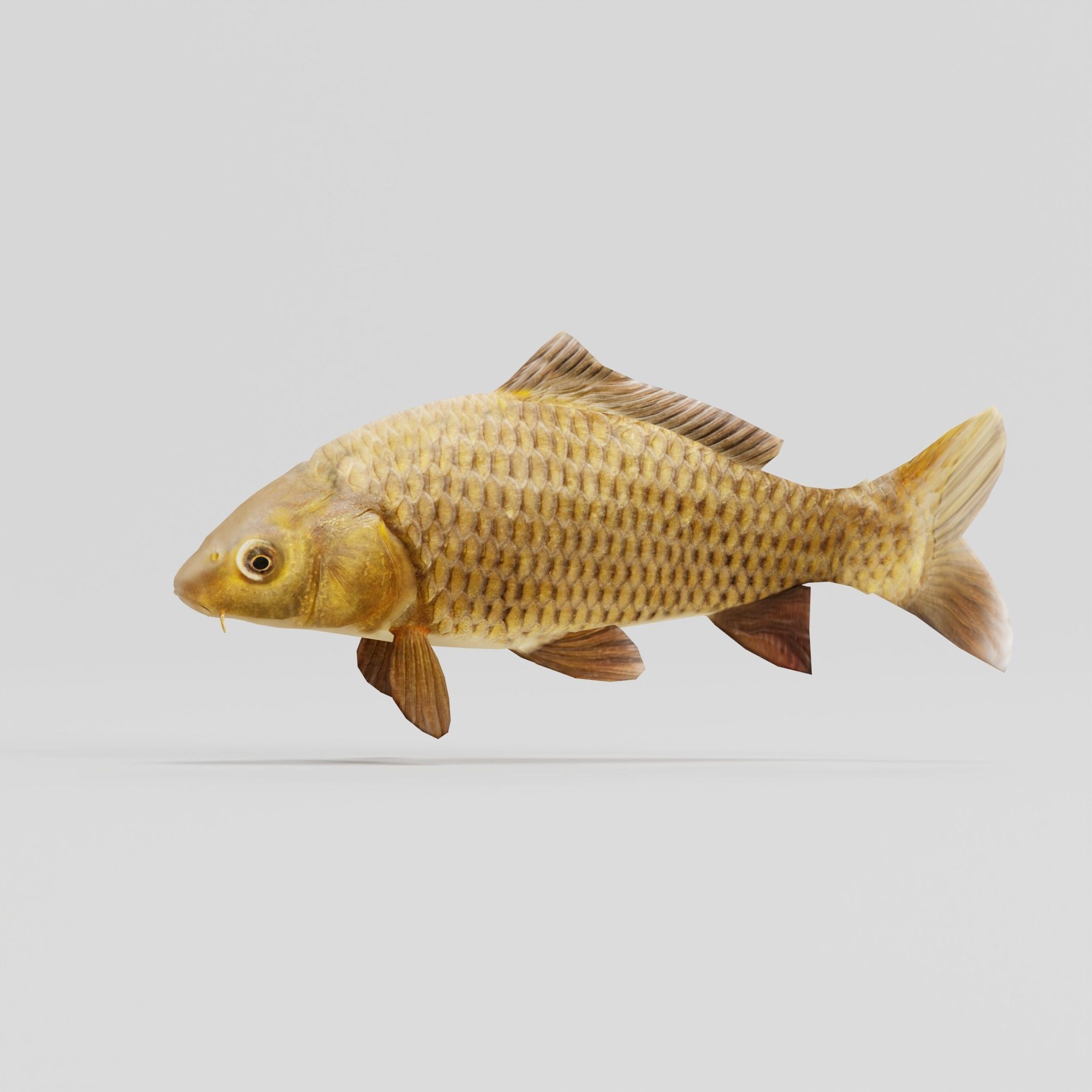 European Carp Fish Low-poly 3D model_4
