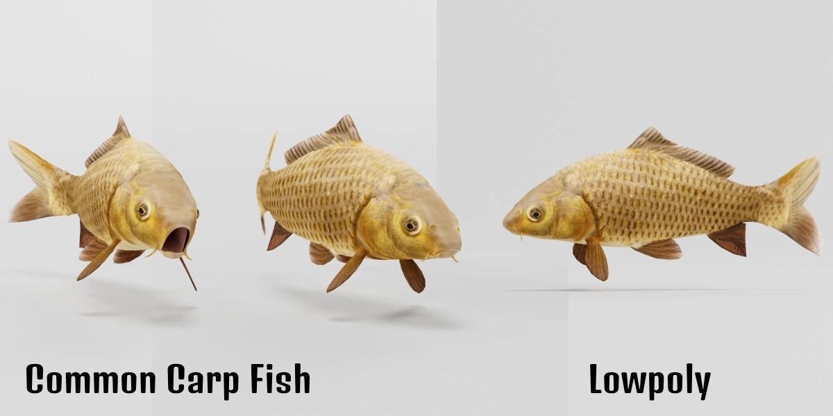 European Carp Fish Low-poly 3D model_2