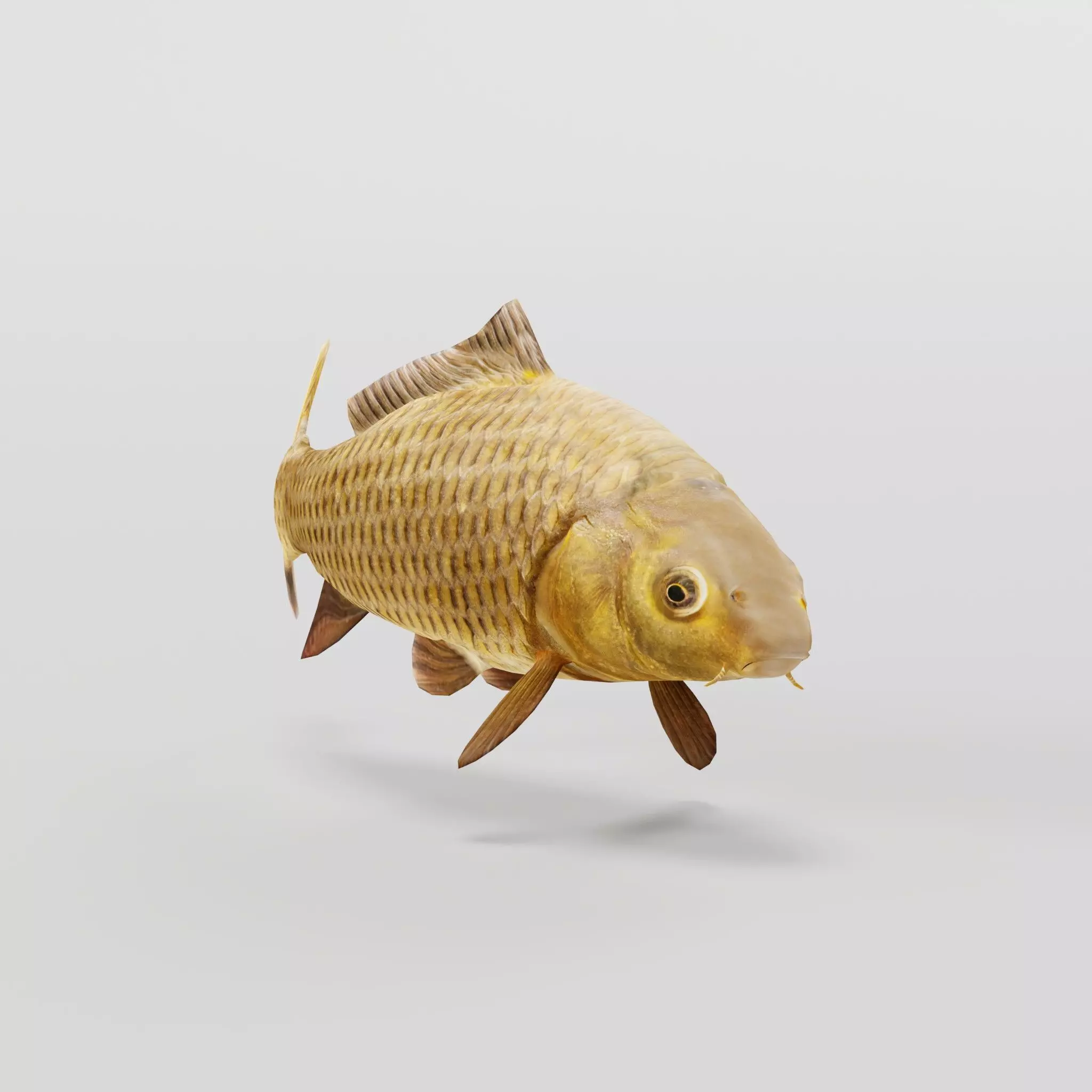 European Carp Fish Low-poly 3D model_0