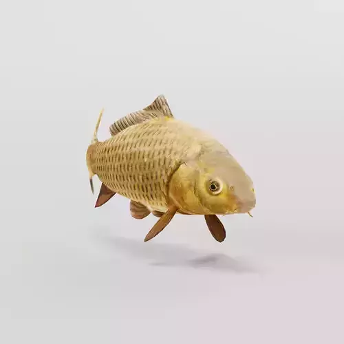 European Carp Fish Low-poly 3D model