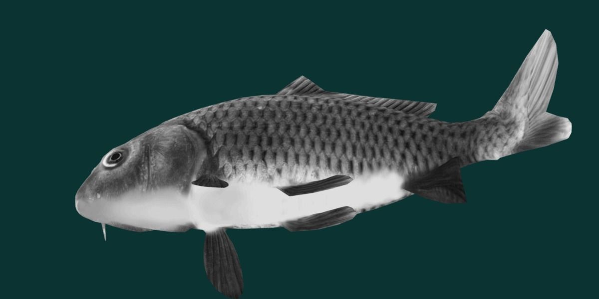 European Carp Fish Low-poly 3D model_28