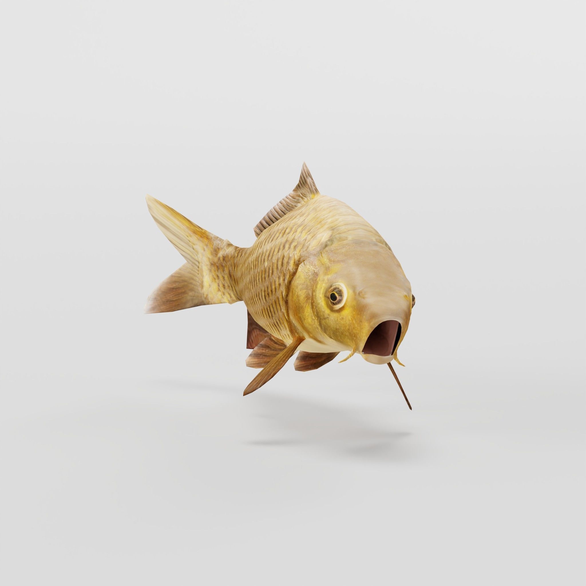 European Carp Fish Low-poly 3D model_6