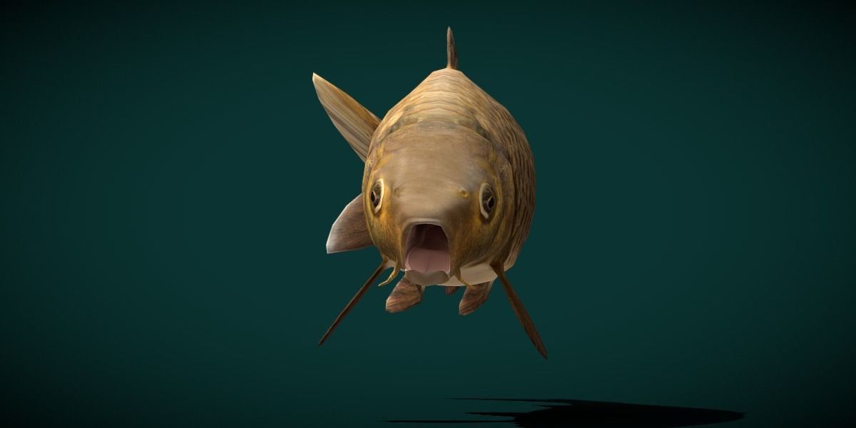 European Carp Fish Low-poly 3D model_29