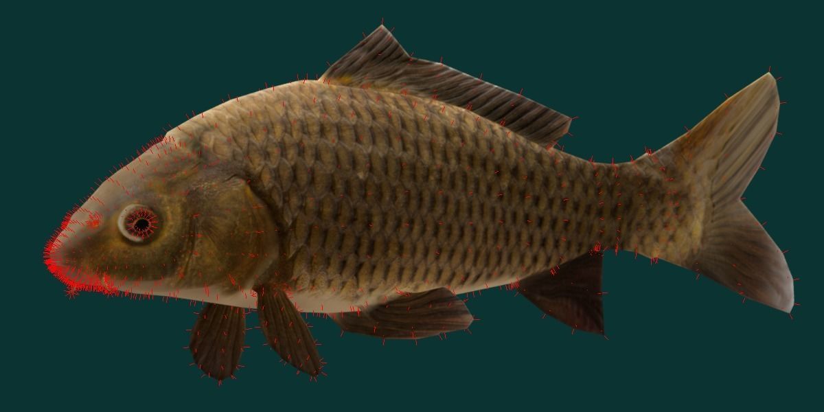European Carp Fish Low-poly 3D model_14