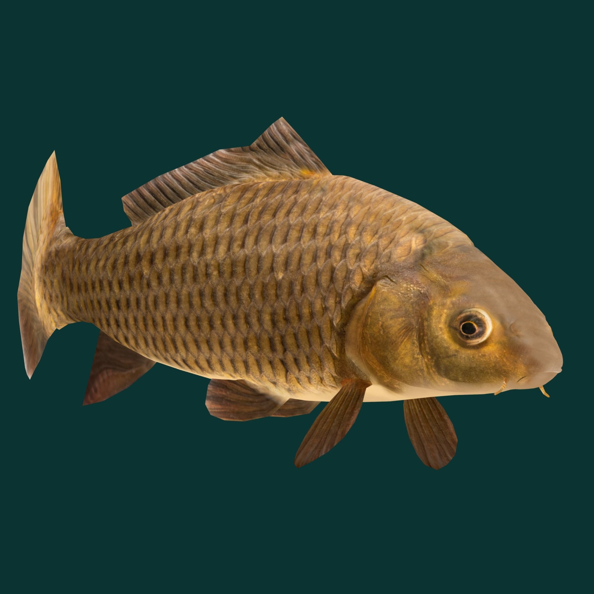 European Carp Fish Low-poly 3D model_19