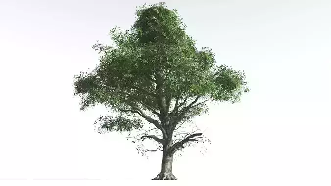 EVERYPlant Ribbonwood 3 --18 Models-- 3D model