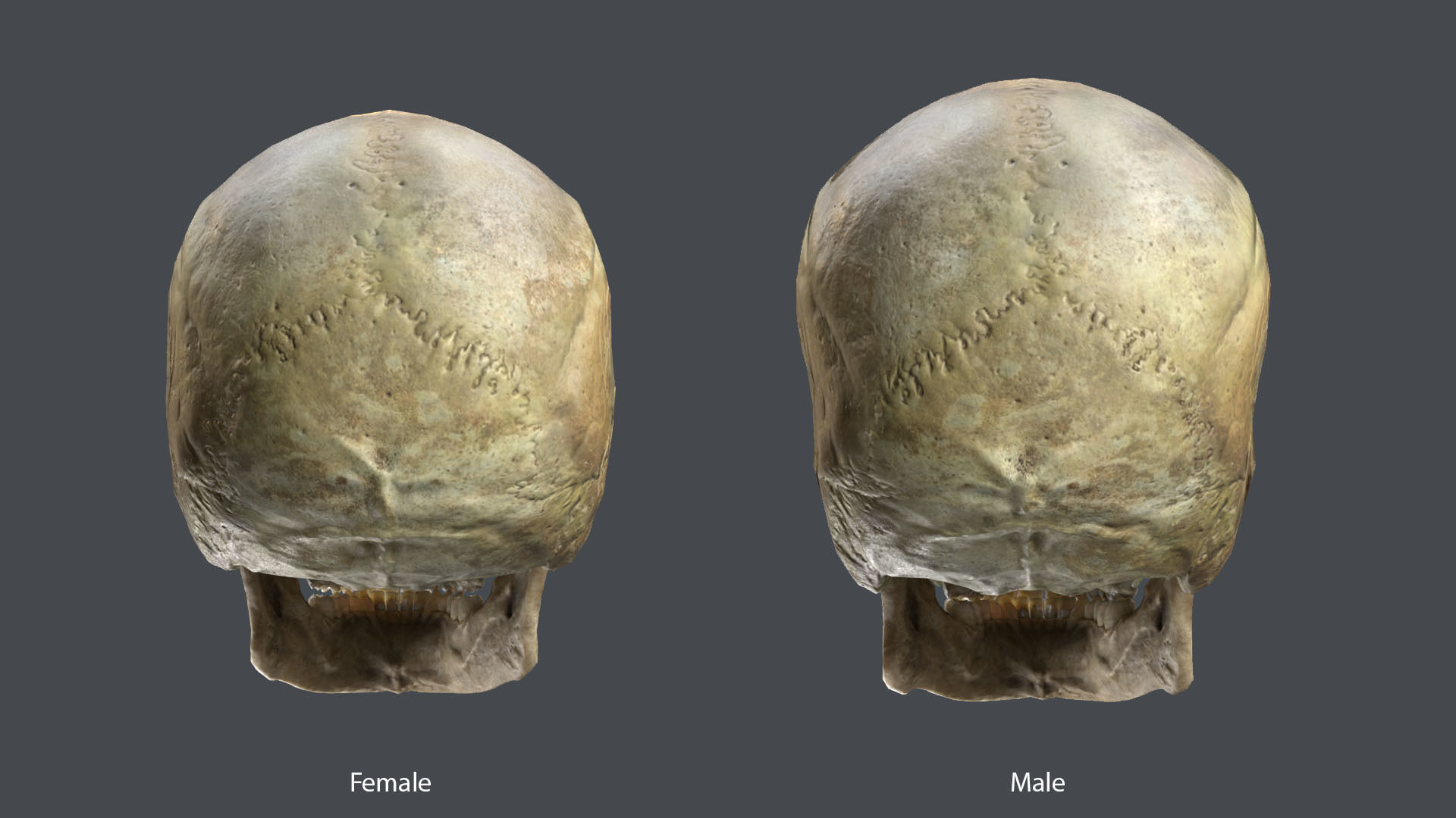 Game ready realistic male and female skull 8K- low poly Low-poly 3D model_7