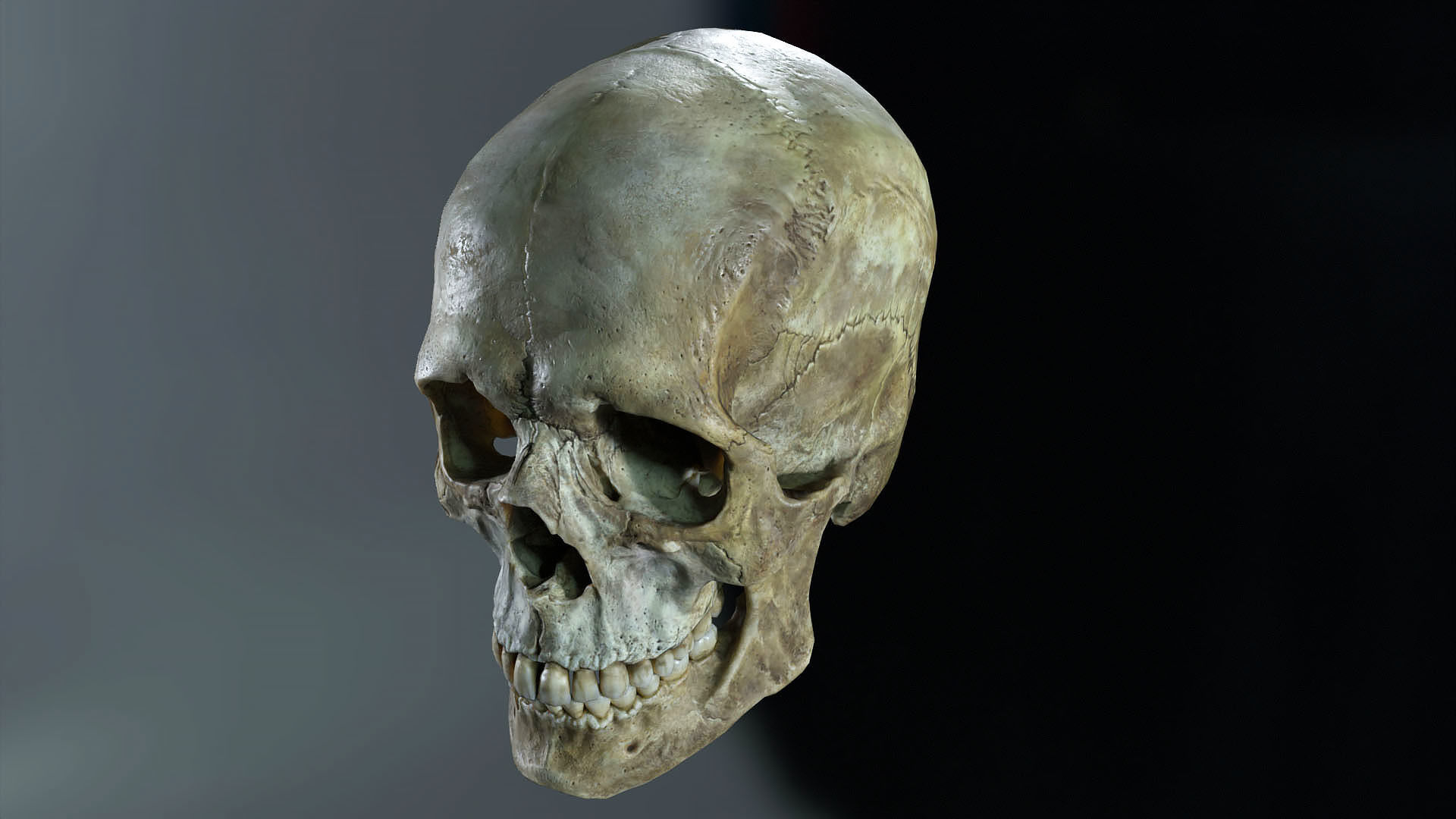 Game ready realistic male and female skull 8K- low poly Low-poly 3D model_25