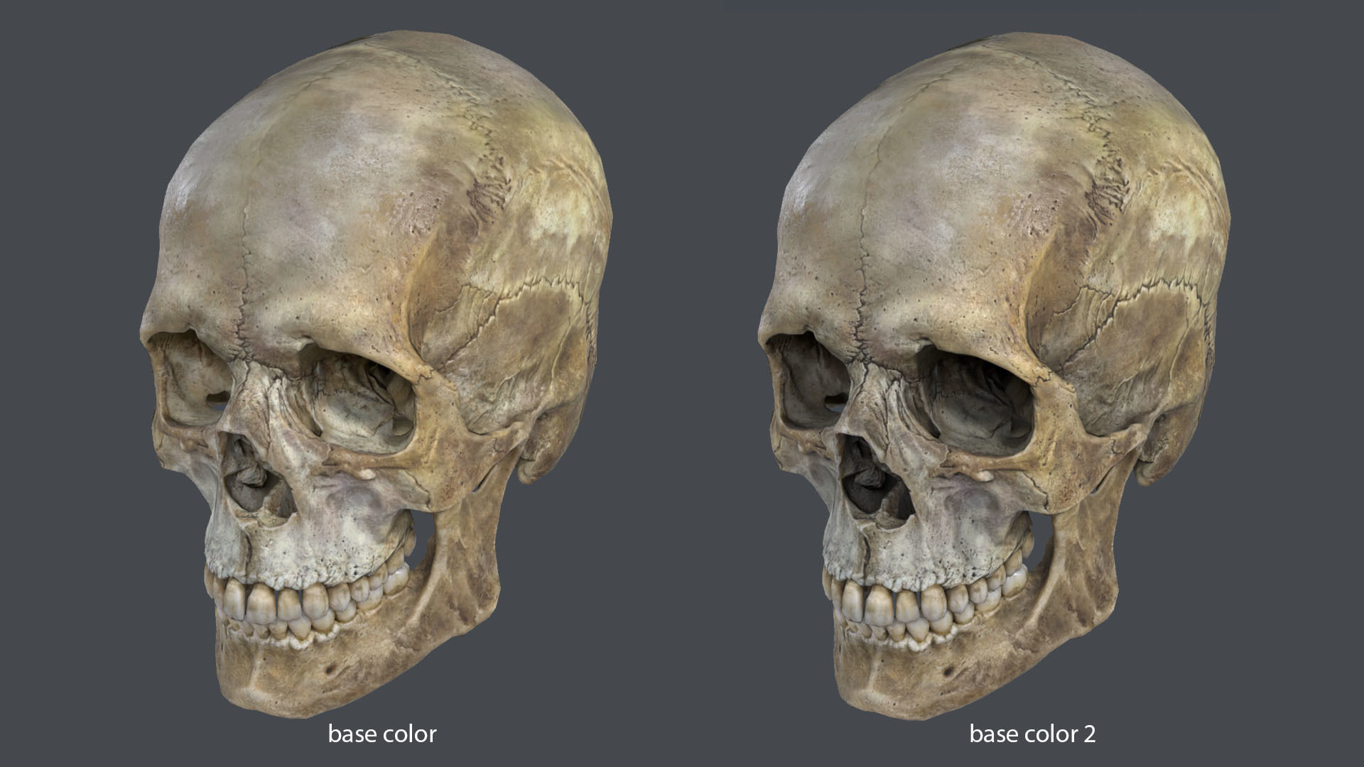 Game ready realistic male and female skull 8K- low poly Low-poly 3D model_22