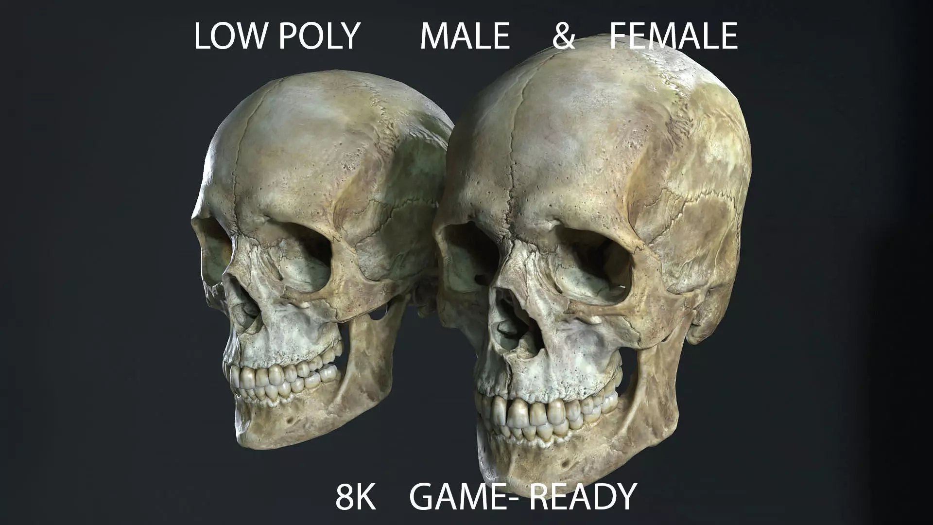 Game ready realistic male and female skull 8K- low poly Low-poly 3D model_0