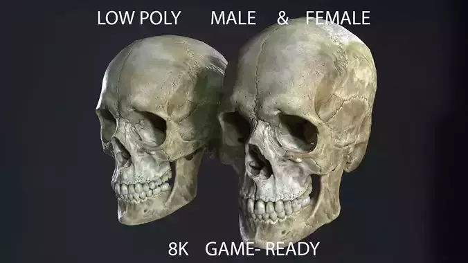 Game ready realistic male and female skull 8K- low poly Low-poly 3D model