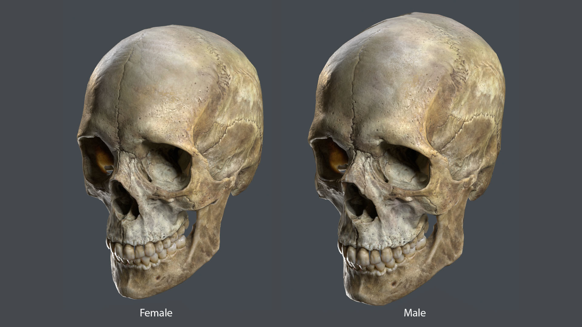 Game ready realistic male and female skull 8K- low poly Low-poly 3D model_2