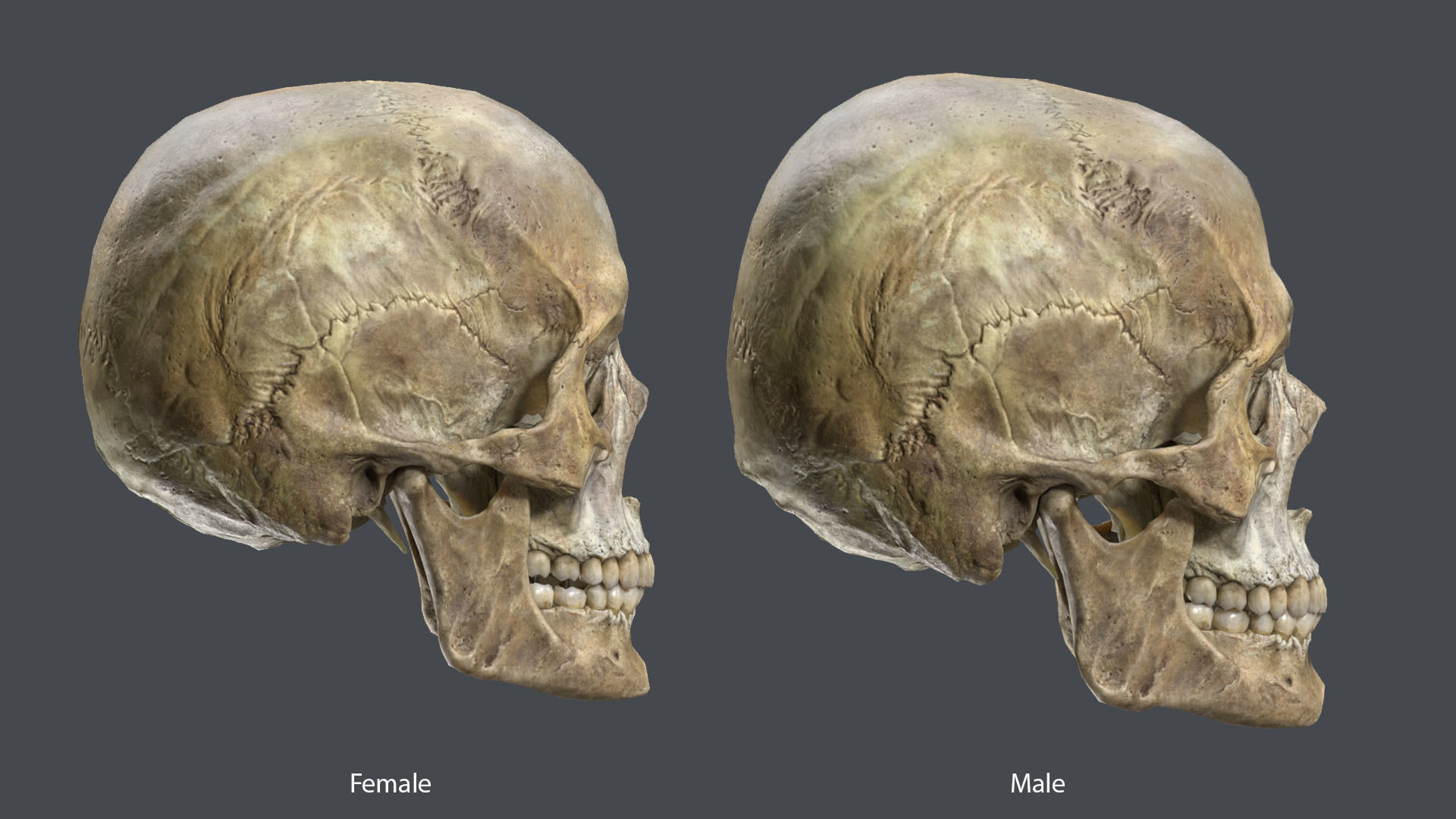 Game ready realistic male and female skull 8K- low poly Low-poly 3D model_5