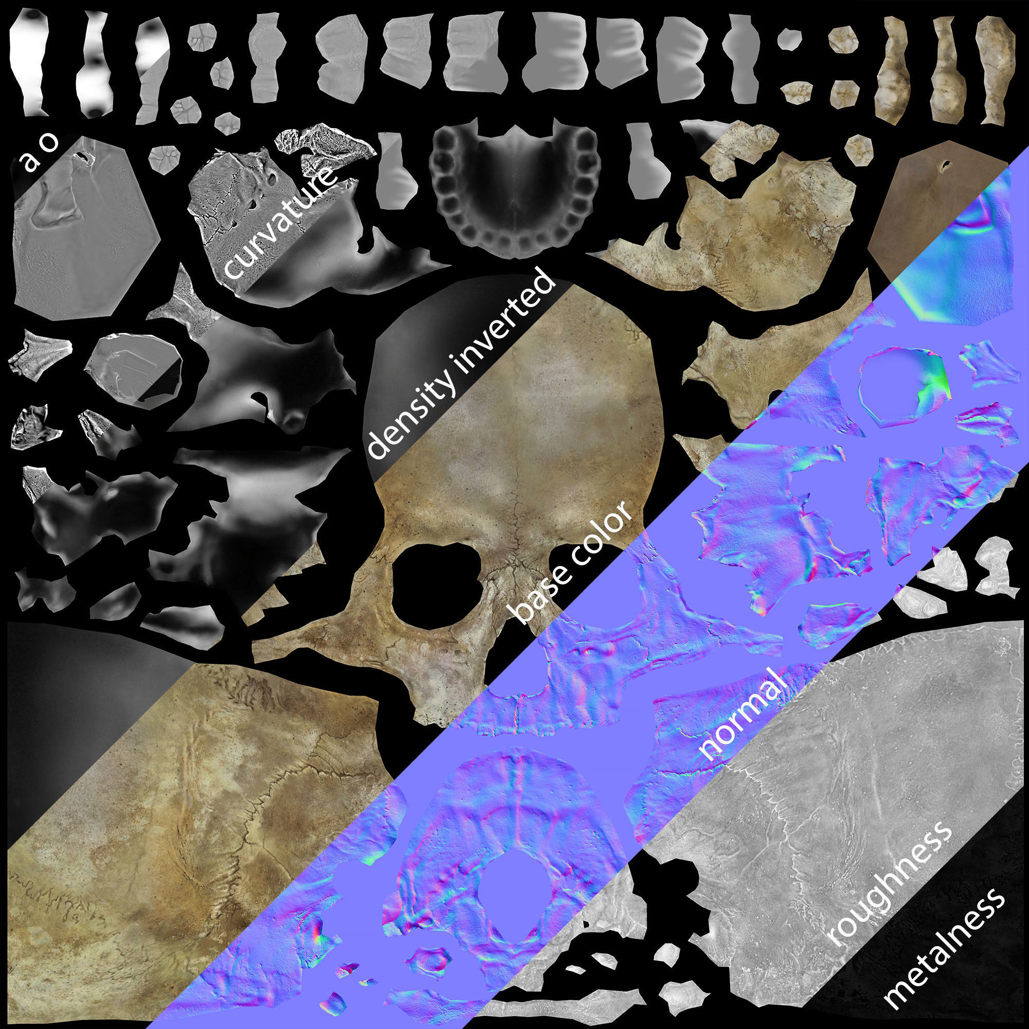 Game ready realistic male and female skull 8K- low poly Low-poly 3D model_23