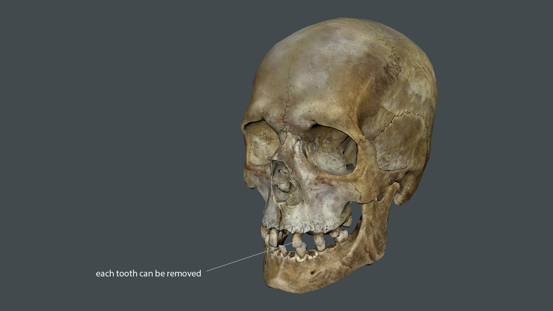 Game ready realistic male and female skull 8K- low poly Low-poly 3D model_14
