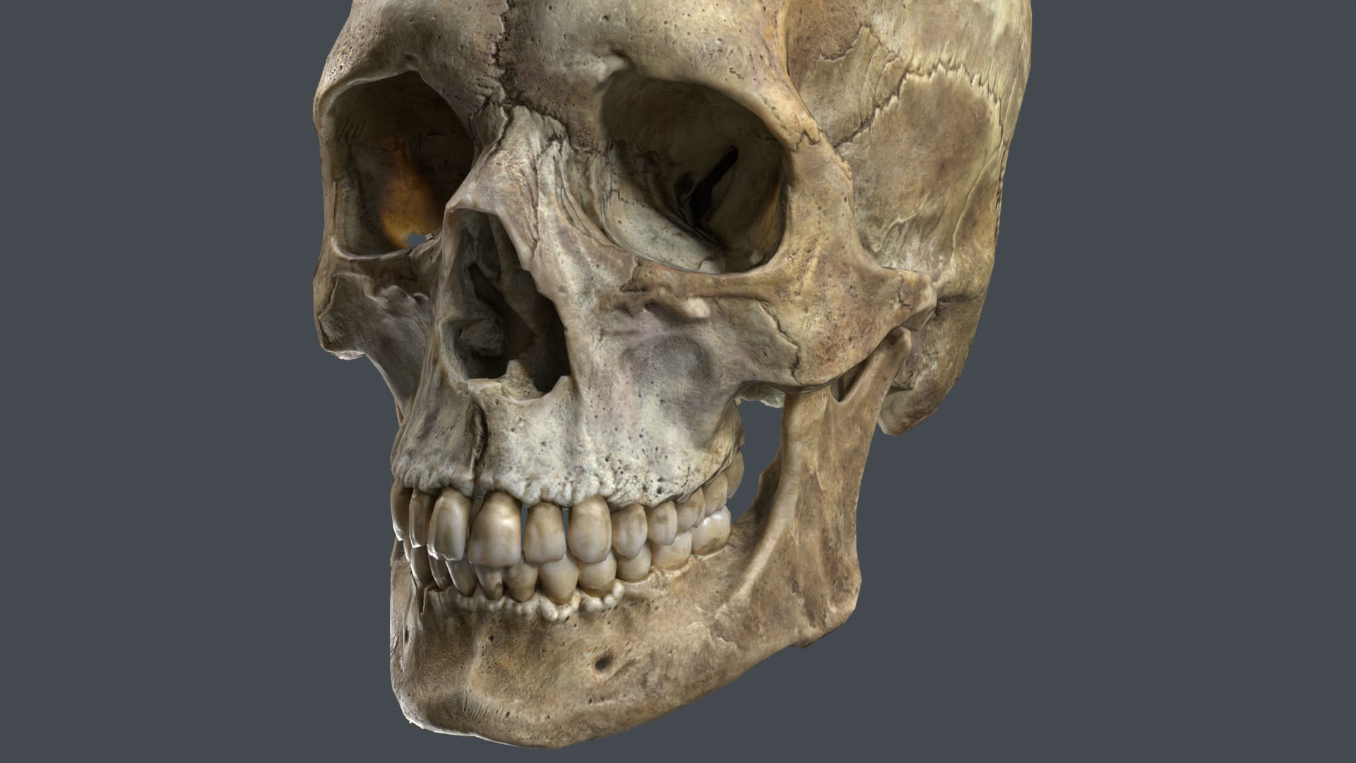 Game ready realistic male and female skull 8K- low poly Low-poly 3D model_10