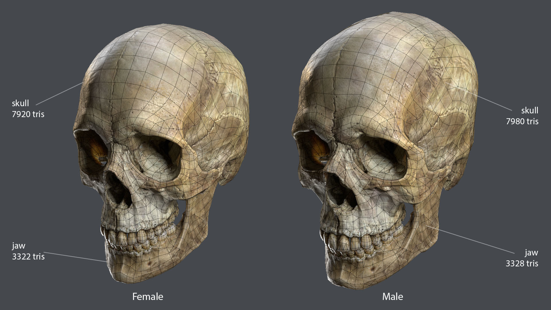 Game ready realistic male and female skull 8K- low poly Low-poly 3D model_1