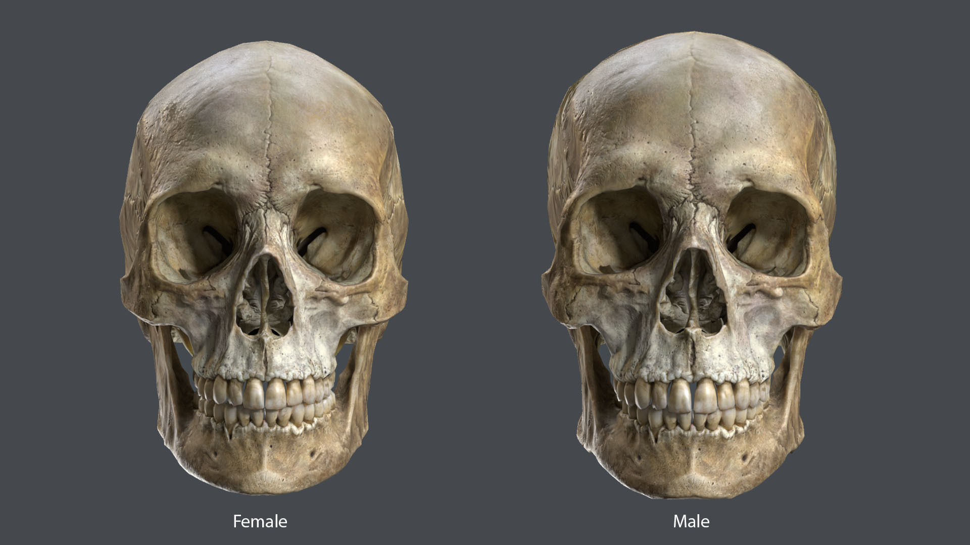 Game ready realistic male and female skull 8K- low poly Low-poly 3D model_3