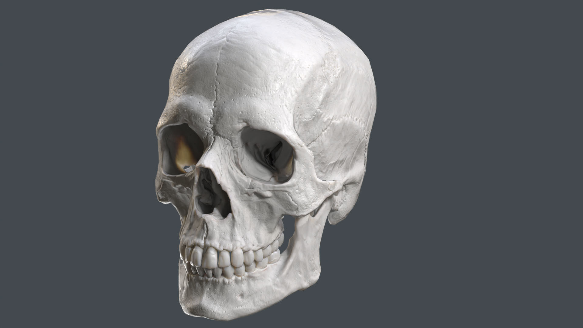 Game ready realistic male and female skull 8K- low poly Low-poly 3D model_9