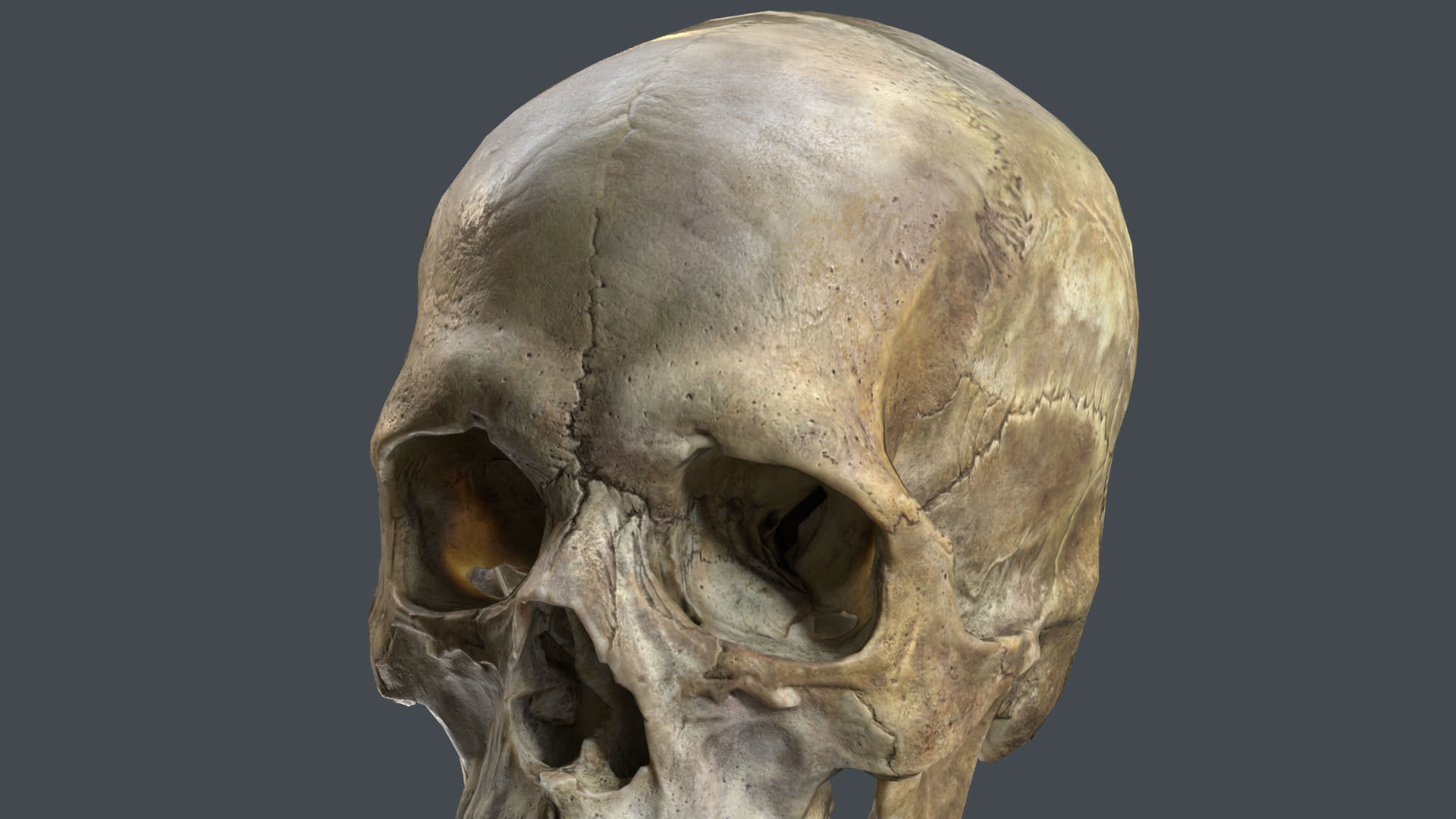 Game ready realistic male and female skull 8K- low poly Low-poly 3D model_12