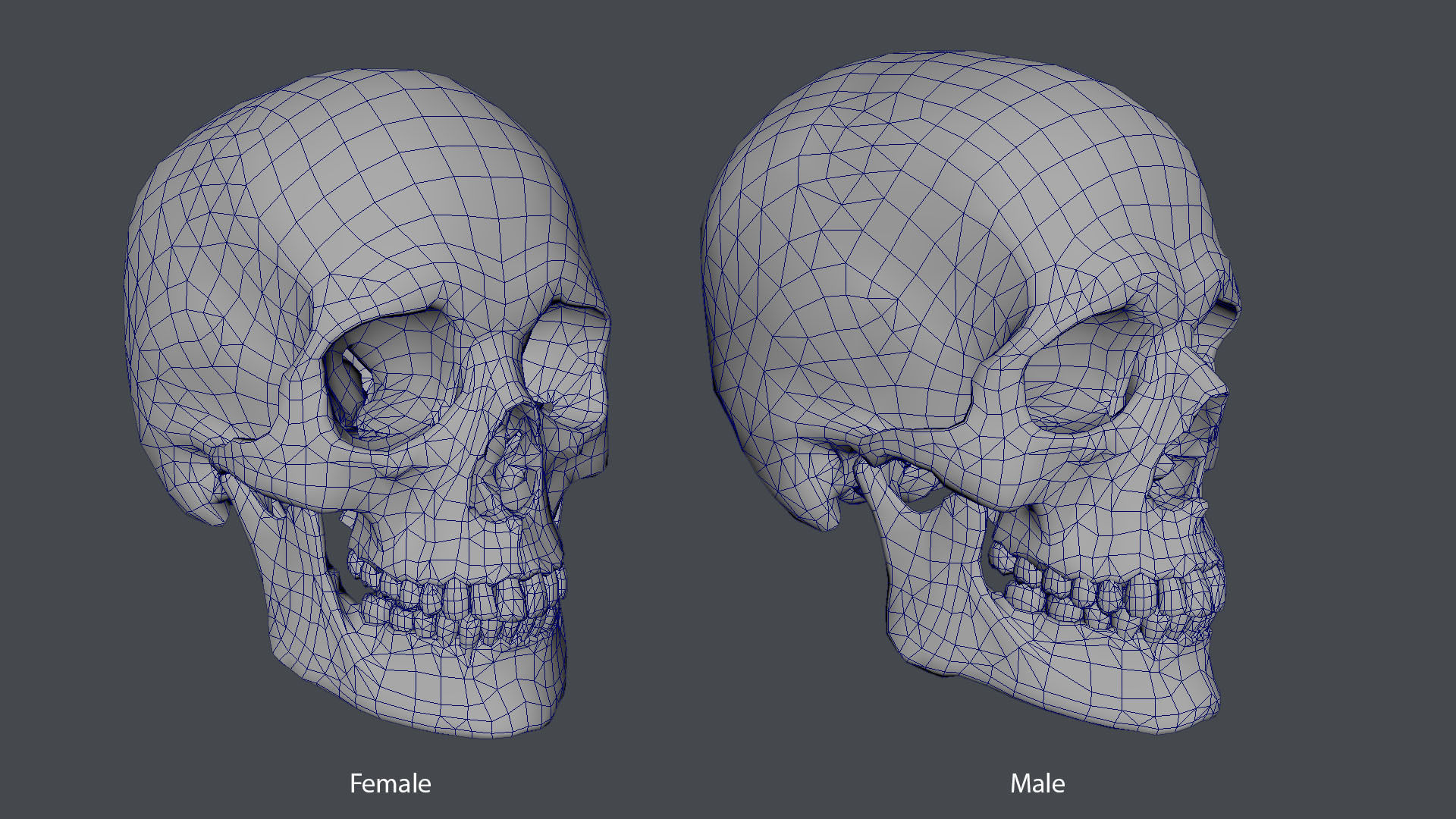 Game ready realistic male and female skull 8K- low poly Low-poly 3D model_17
