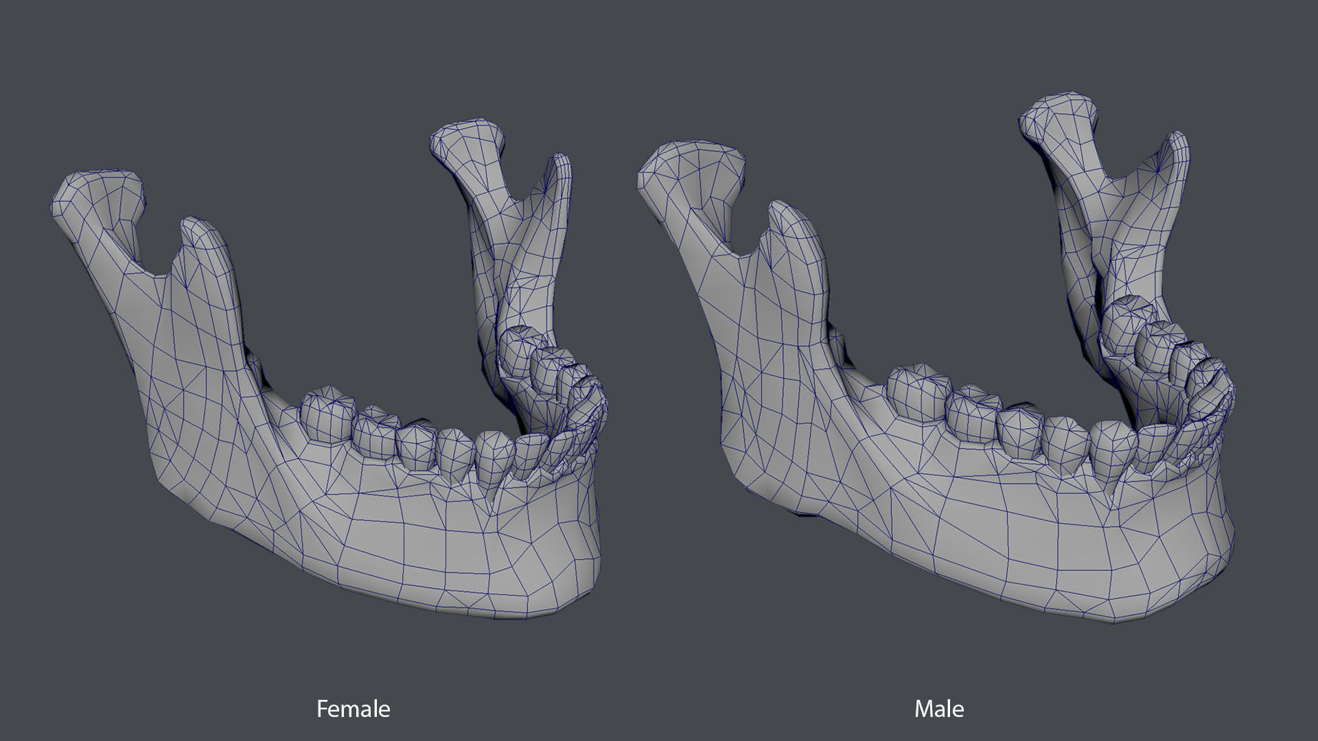 Game ready realistic male and female skull 8K- low poly Low-poly 3D model_19