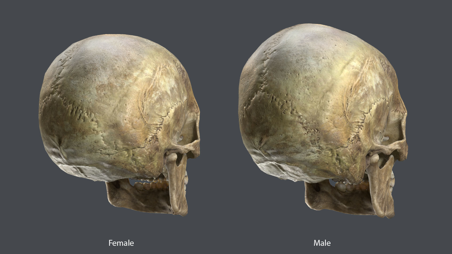 Game ready realistic male and female skull 8K- low poly Low-poly 3D model_6