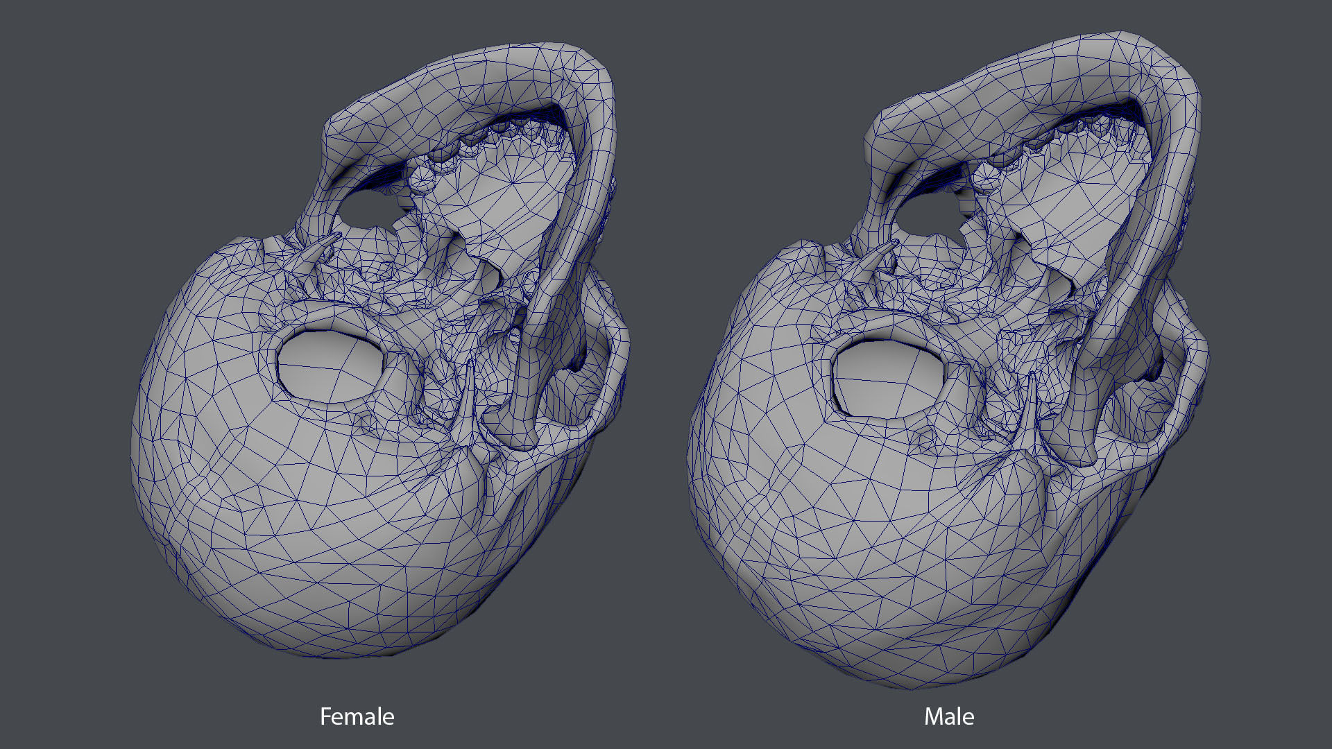 Game ready realistic male and female skull 8K- low poly Low-poly 3D model_18