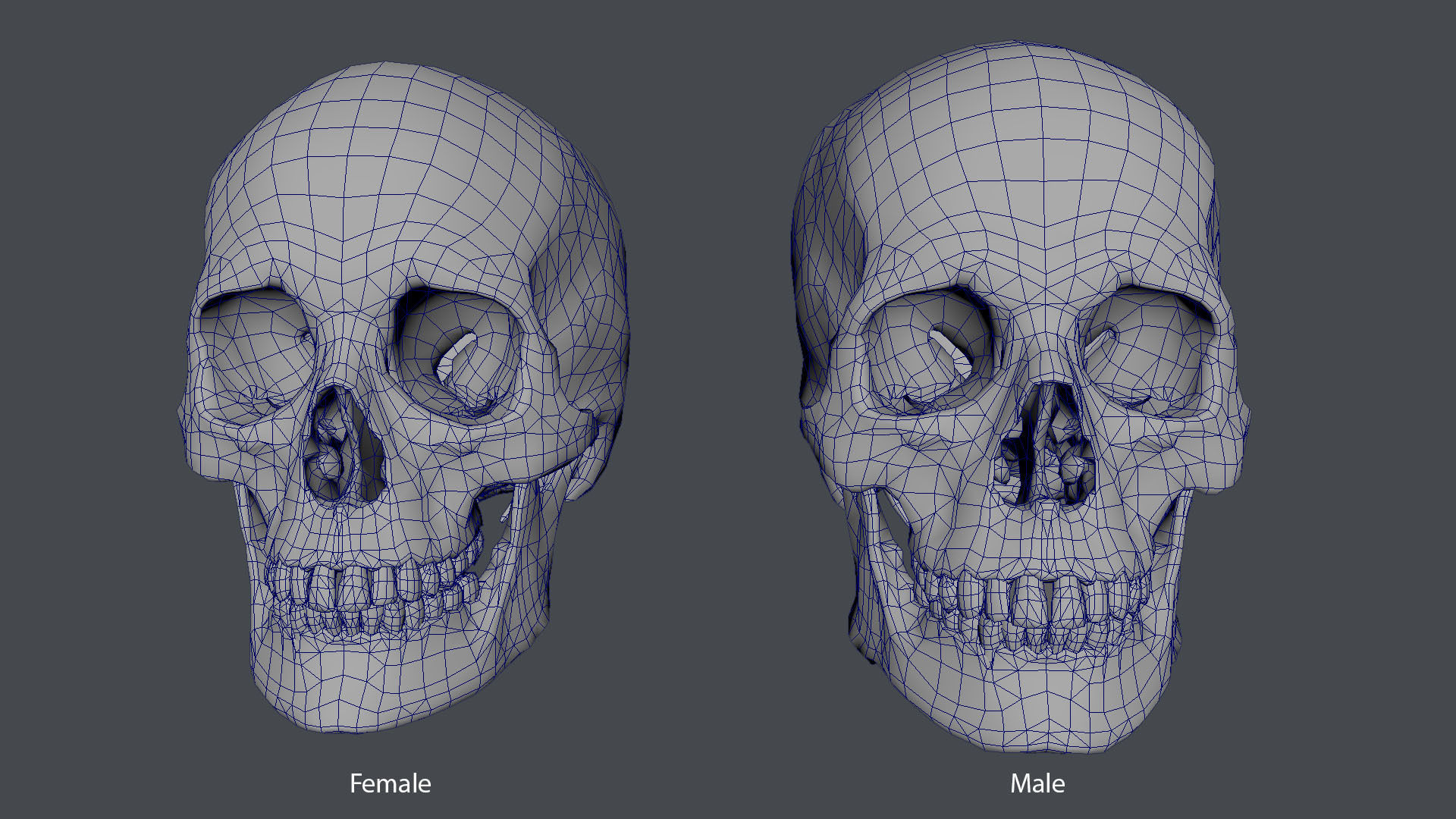 Game ready realistic male and female skull 8K- low poly Low-poly 3D model_16