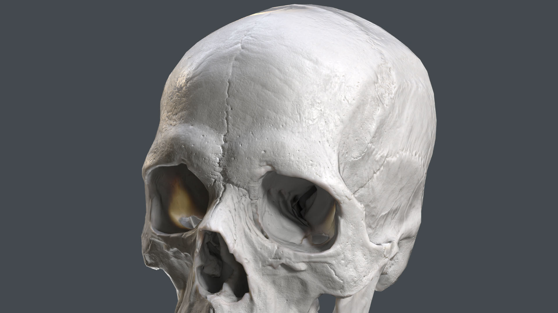 Game ready realistic male and female skull 8K- low poly Low-poly 3D model_13